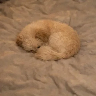 A cat curled into a ball on a blanket, its face hidden