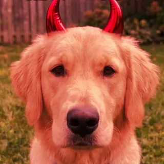 A golden retriever on a lawn with two red cartoon horns between its ears