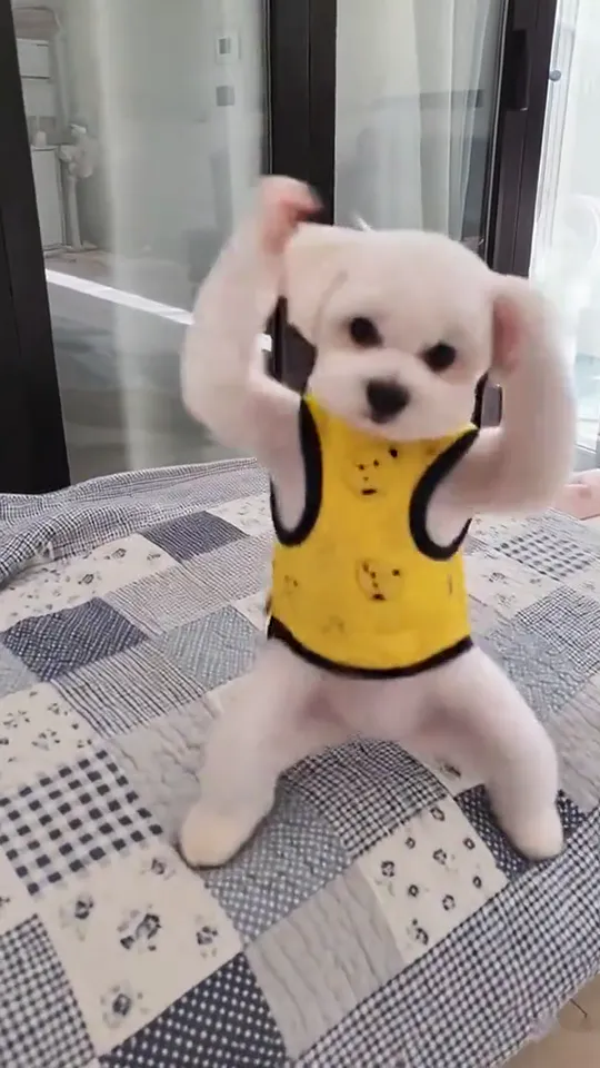 Small white dog crouched on a patchwork quilt with both front paws raised beside its head