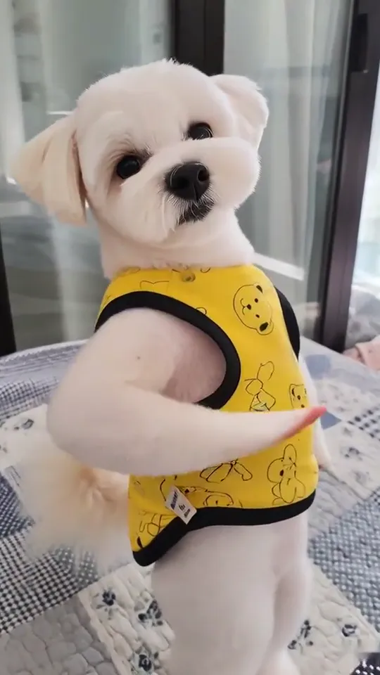 Close-up of the small white dog side-on, one front paw held flat across its chest