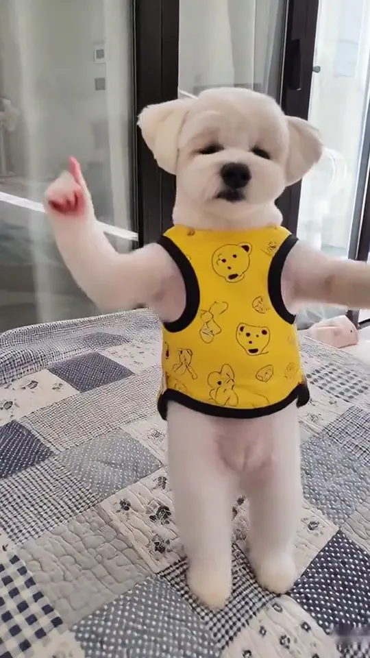 The small white dog standing on its hind legs facing the camera, one front paw pointing up