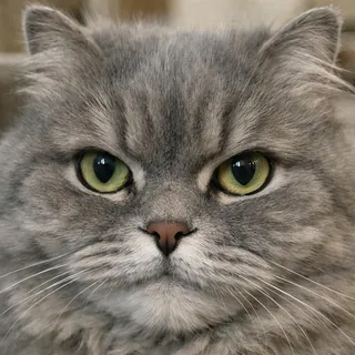 灰猫的脸部特写占满画面,没有爪子和身体,背景是虚化的客厅