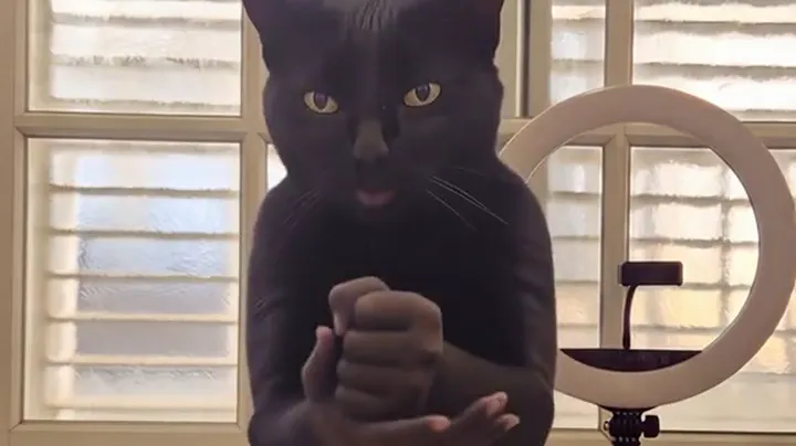 黑猫把拳头按进摊开的掌心,直视镜头