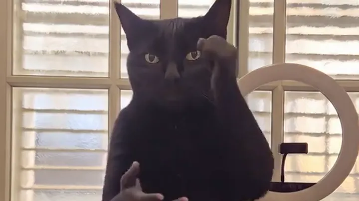 黑猫面无表情,一只拳头举在脑袋旁,另一只手在下方摊开
