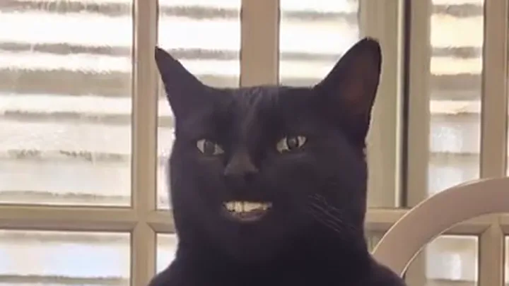 黑猫特写:在百叶窗前咧嘴露出人类牙齿