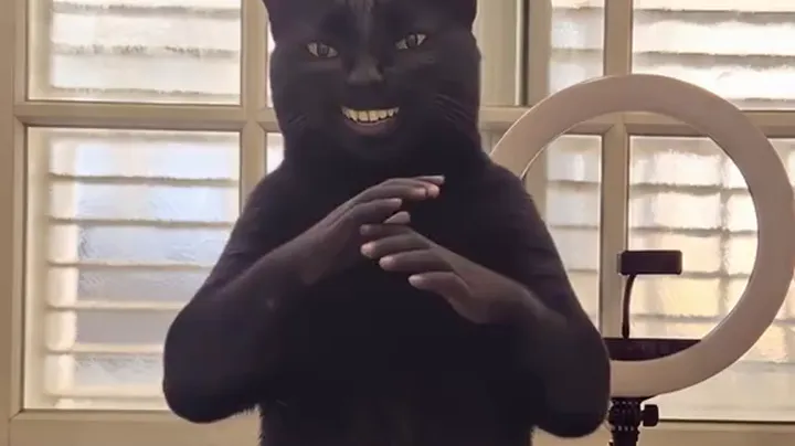 黑猫在胸前用两只小人手慢慢鼓掌