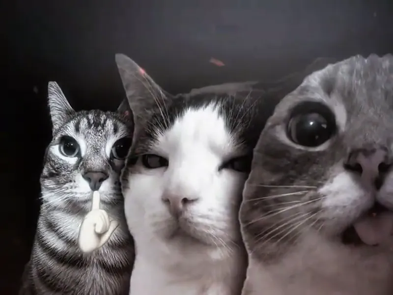 镜头推近后的这一排：虎斑猫、黑白猫和大眼灰猫，最大的头已经移出右侧画面