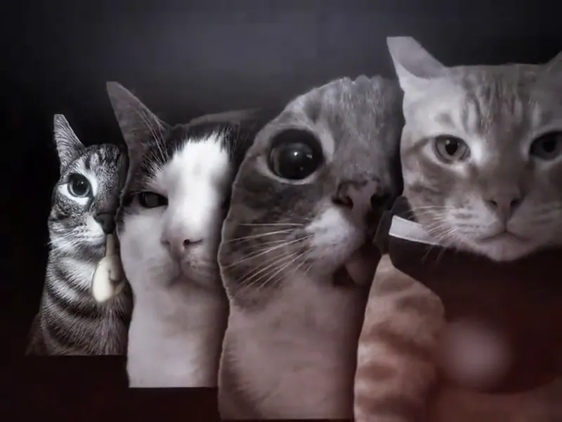 黑底上一排四个抠图猫头，左边是一只小虎斑猫，右边是穿深色衣服的大橘猫