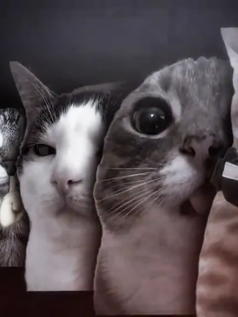 黑色舞台上并排站着的抠图猫头