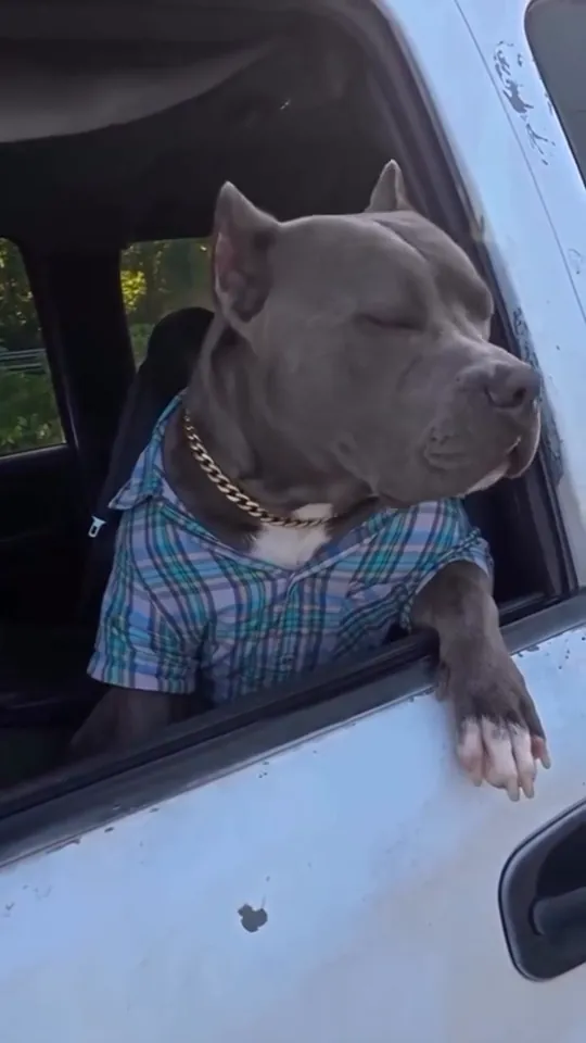 The pit bull driver turns away from the camera with eyes half shut, unimpressed