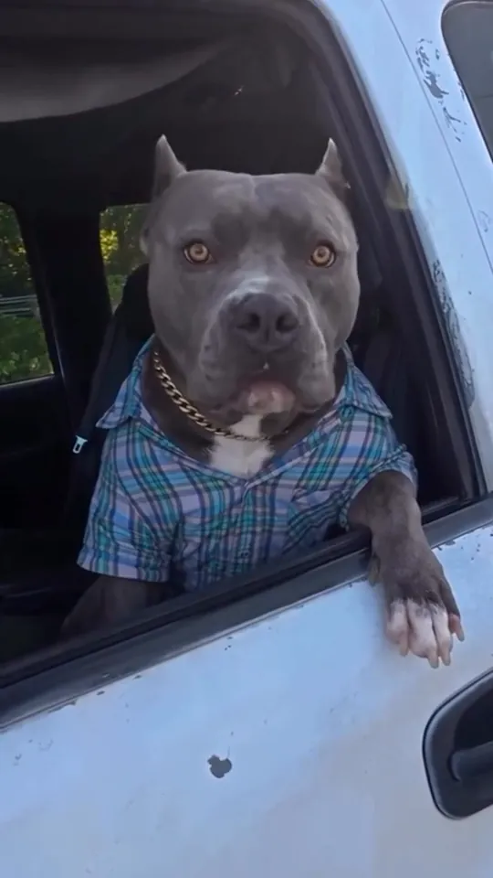 The pit bull driver staring straight into the camera from the pickup window