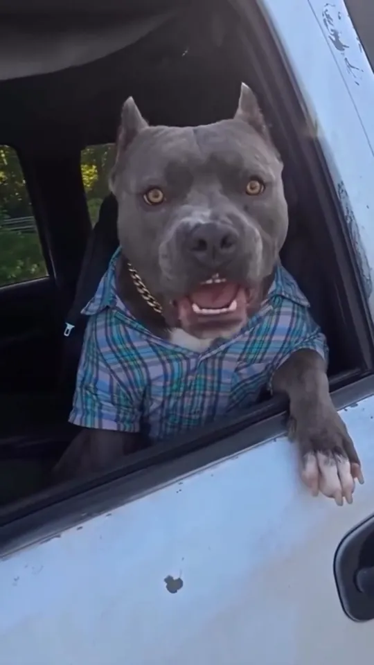 The pit bull driver mid-line, mouth open, one paw hanging over the pickup door