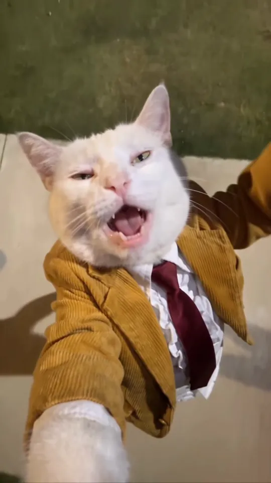 White cat in a mustard corduroy jacket and burgundy tie singing with its mouth wide open and its eyes half closed