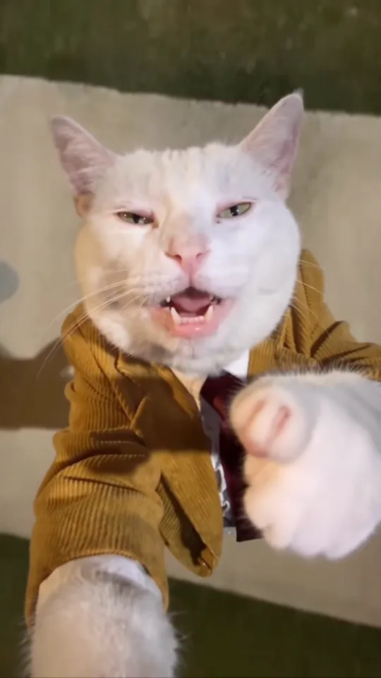 Close-up of the white cat in the burgundy tie reaching one paw toward the camera with its mouth open