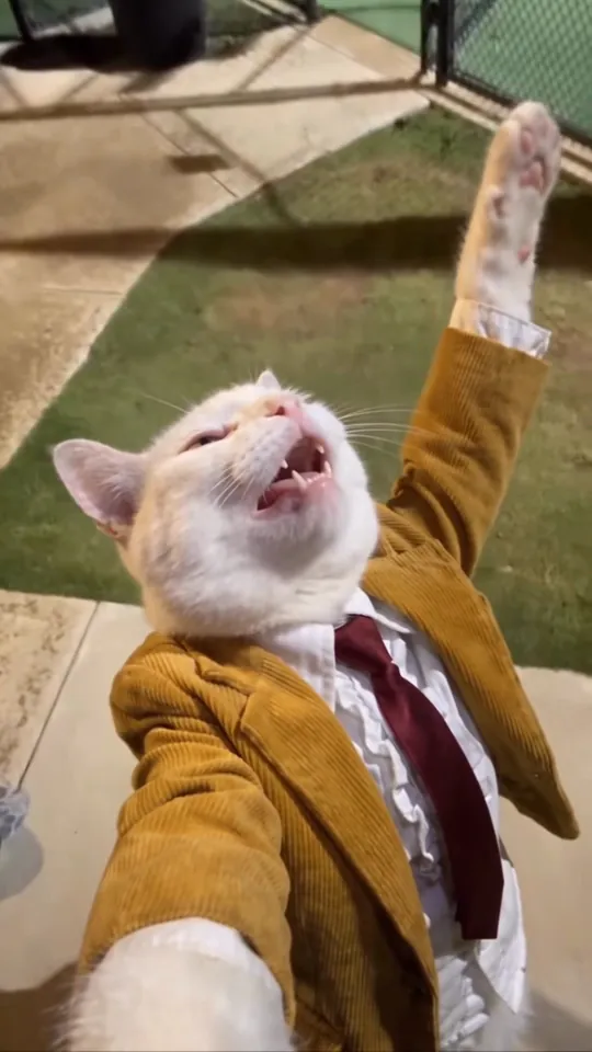 White cat in a mustard jacket singing with one paw raised high above its head, grass and a concrete path behind