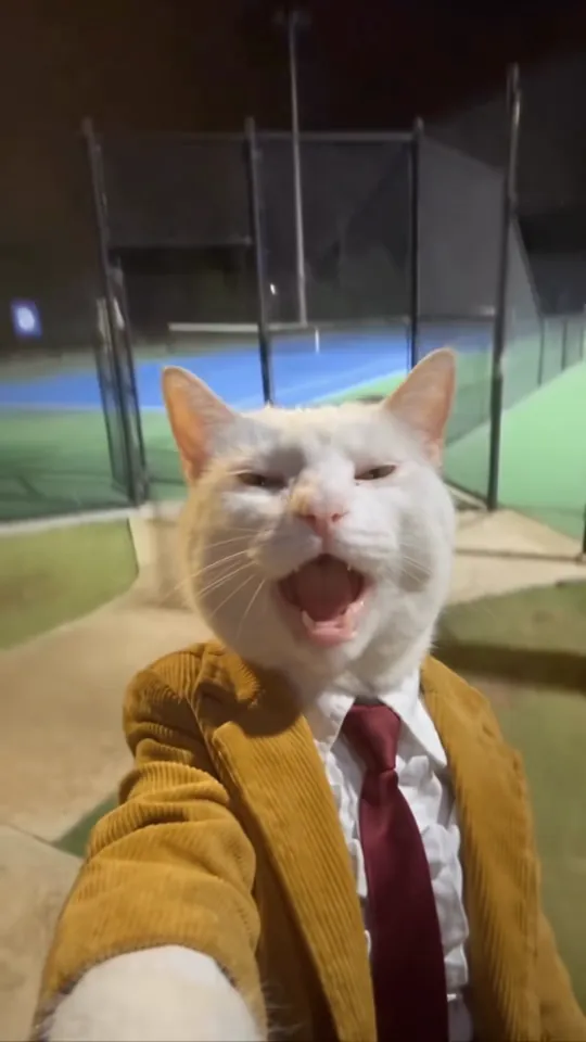 The white cat in the mustard jacket mid-song with tennis courts behind, the part your photo plays