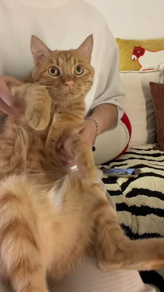 橘猫坐得笔直，前爪还举在胸前，面无表情地盯着镜头