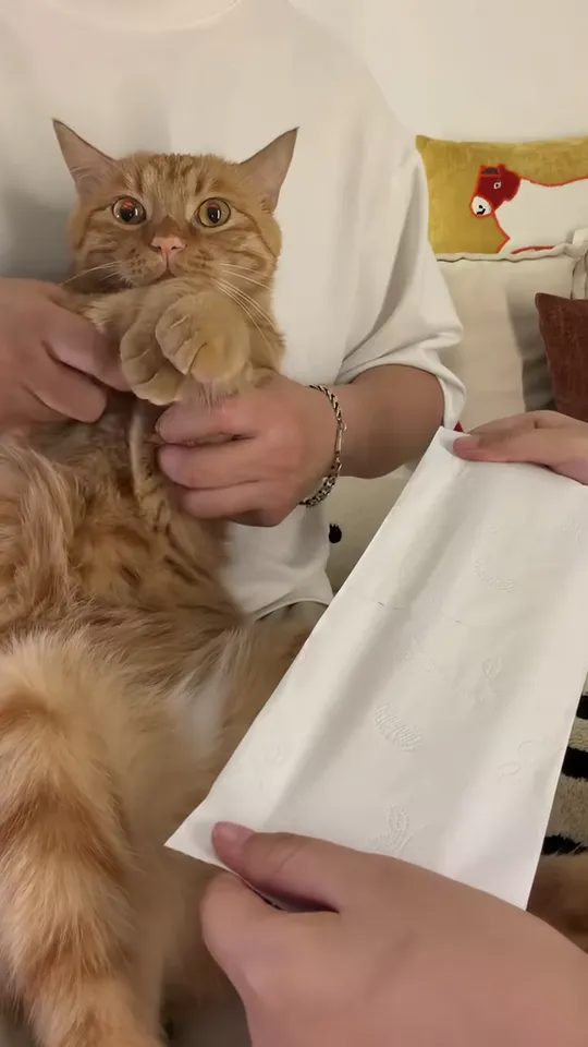 橘猫坐在主人腿上，两只前爪并在胸前摆出格挡架势，旁边是一长条白纸巾