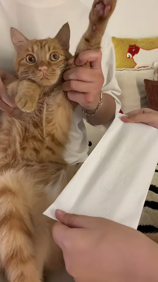 橘猫坐在主人腿上，一只前爪被举得笔直，旁边是一长条白纸巾