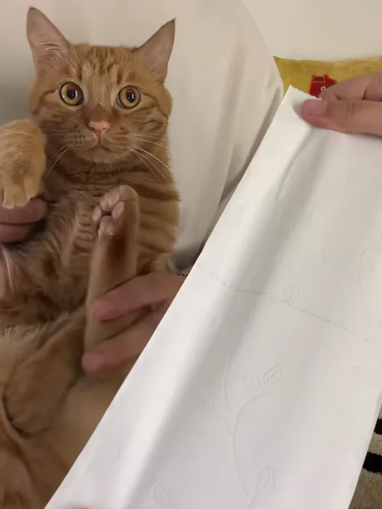 橘猫坐在主人腿上盯着镜头，旁边递来一长条白纸巾