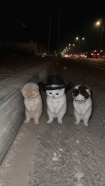 Three kittens standing in a row by a roadside curb at night with their heads bowed