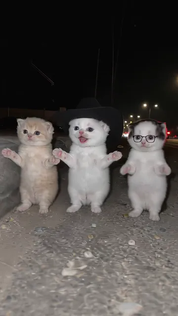The three kittens looking at the camera with front paws raised, the middle one in a black cowboy hat