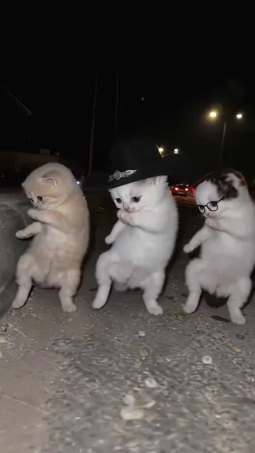The kittens swaying to one side together mid-dance, paws tucked in