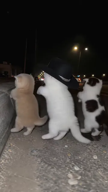 The three kittens seen from behind with their tails out, the cowboy hat on the middle one