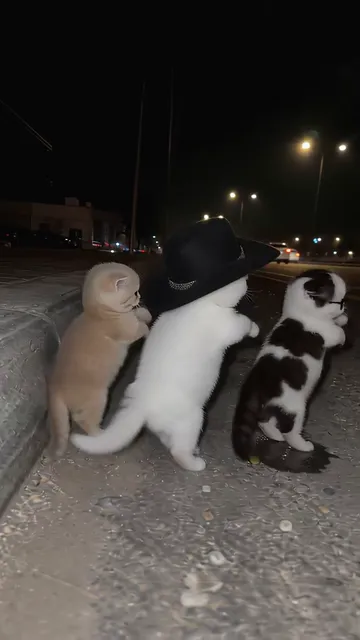 The kittens turning back toward the camera on the roadside, highway lights behind them