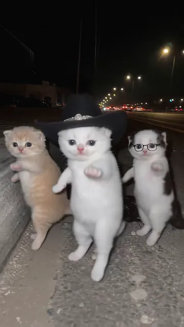 The white kitten in the cowboy hat stepping toward the camera with the other two beside it