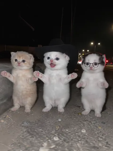 Three kittens standing side by side on a roadside at night with their front paws raised