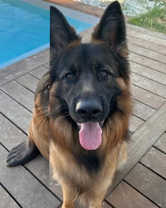 德国牧羊犬左边的木地板上出现一只深色海豹鳍