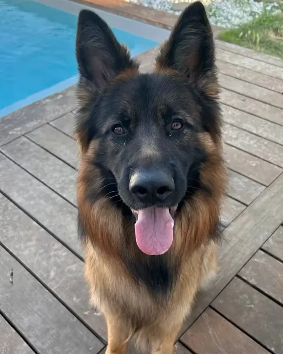 吐着舌头坐在泳池边木地板上的德国牧羊犬