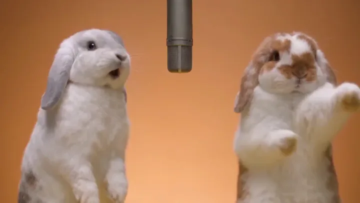 Two rabbits beneath one suspended microphone.